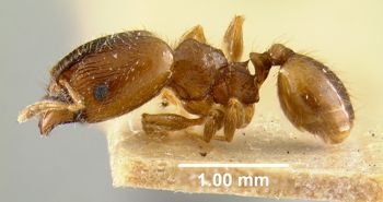 Media type: image; Entomology 8730
